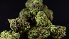 DEA mantém reclassificação da cannabis pendente apesar de ordem executiva de Trump