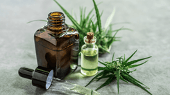 Estudo clínico aponta que cannabidiol pode reduzir a pressão arterial em pacientes hipertensos