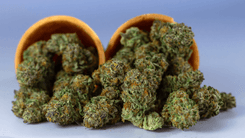 Preços da cannabis no Oregon, EUA, atingem mínima histórica apesar de consumo constante