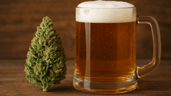 CBD helps reduce alcohol consumption and encourages healthier habits, studies show