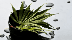 Estudo aponta alívio sustentado da depressão resistente com cannabis medicinal