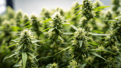 Síndrome pouco conhecida expõe impactos do uso crônico de cannabis na saúde