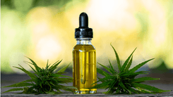 Cannabis: o que é e como pode ser utilizada