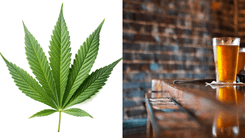 Estudo recria bar real e mostra que a cannabis faz beber menos