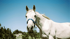 Da dor ao alívio: como a cannabis apoia pets e cavalos