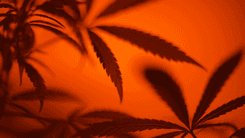 Chicago: prefeito barra banimento de produtos com THC derivado do cânhamo