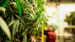 Novembro é tempo de curar e de colher