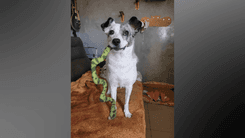 Quando o medo muda o comportamento do seu cachorro