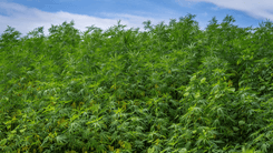 Na África, Botswana se destaca ao lançar projeto piloto de cultivo de cannabis 