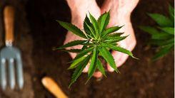 Cânhamo na agricultura regenerativa: uma resposta verde à crise climática?