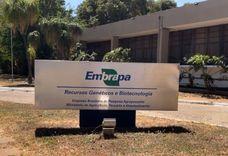 Embrapa requests authorization from Anvisa to begin cannabis research