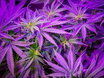 Uso medicinal da cannabis: informação é a cura para mitos e desinformação