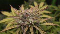 TJCE promove debate virtual sobre a judicialização do direito à saúde através da cannabis