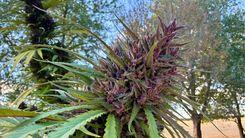 Acesso a tratamentos com flores de cannabis ganha novo impulso no Brasil com respaldo de salvo-conduto judicial