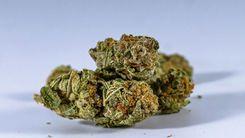 Canopy Growth estende dívidas até 2031 e projeta caixa de C$ 425 milhões