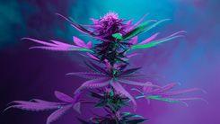 Com textos de 42 especialistas, livro amplia debate sobre cannabis no Brasil