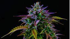 Canabinoides menores: entenda o potencial da planta além do THC e CBD