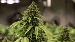 43º CIOSP debate o futuro das terapias canabinoides na Odontologia