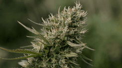 Flor masculina na cannabis? Entenda por que ela aparece e o que fazer