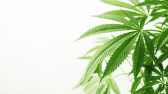 Folhas de cannabis, antes tratadas como resíduo, podem esconder potencial medicinal inexplorado