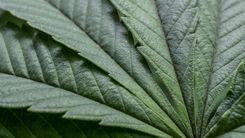 Portaria SDR/MAPA nº 815 abre prazo para sugestões sobre plantas cultivadas no território nacional