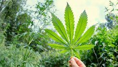 Nova técnica utiliza luz para prever teor de canabinoides semanas antes da colheita