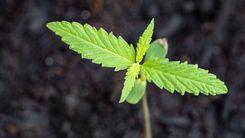 Cannabis no SUS paulista pode avançar ainda este ano, com inclusão de esclerose múltipla com espasticidade refratária