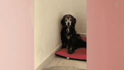 Envelhecer com menos dor: como a cannabis tem ajudado cães idosos a viver melhor