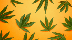 Cannabis e as primeiras descobertas medicinais: a história que começou pela boca 