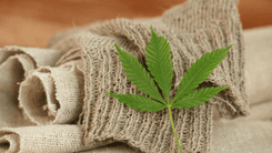 Estudo aponta queda nos índices de suicídio entre adultos mais velhos após acesso a cannabis