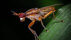 Controle biológico na cannabis: saiba como insetos benéficos protegem a plantação