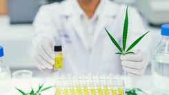 Anvisa publica edital para reunir evidências científicas sobre cultivo de cannabis