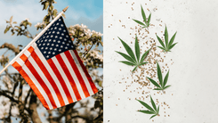Maioria da população dos EUA é favorável à legalização da cannabis, mostra pesquisa