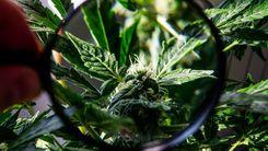 Você conhece o canabizetol? Novo canabinoide mostra resultados melhores que o canabidiol em testes iniciais