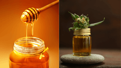 Extratos de cannabis e própolis combinados mostram potencial para tratar irritações respiratórias