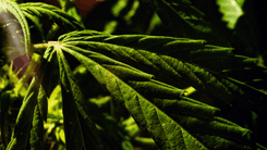 Você sabe o que é mirceno? O terpeno que define o aroma e os efeitos da cannabis