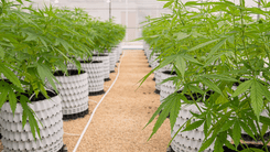 Legalização da cannabis no Havaí pode gerar até US$ 95 milhões mensais