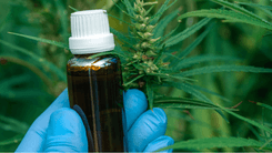 Justice ensures access to cannabidiol for epilepsy patients in the Federal District