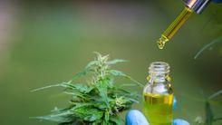 Anvisa barra publicidade de produtos de cannabis de farmacêutica e plataformas digitais