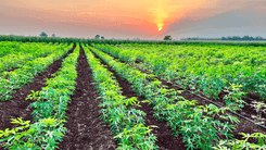 Cânhamo na COP 30: o aliado verde que o Brasil ainda insiste em ignorar