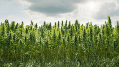 Relatório aponta impactos ambientais da política global de combate às drogas