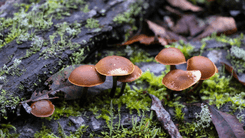  Depressão resistente: psicodélicos ganham espaço em audiência nos EUA