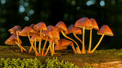 Substâncias psicodélicas mostram potencial como aliados contra doenças inflamatórias