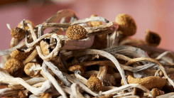 EUA: Nova Jersey dá novo passo para regulamentar terapia com psilocibina