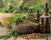 Regularly consuming hemp seeds may aid your health