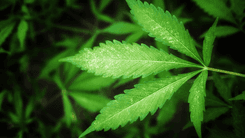 Parlamentares do Texas articulam regulamentação do THC do cânhamo em vez de proibição