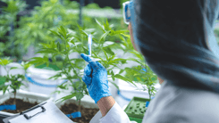 TegraPharma aposta em inovação e tecnologia para manter liderança de mercado de cannabis medicinal