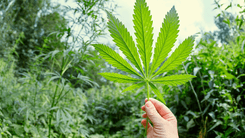 Universidad en Foz do Iguaçu busca voluntarios para investigación con psicodélicos