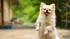 Produtos de cannabis podem ajudar a reduzir agressividade em cães, aponta estudo