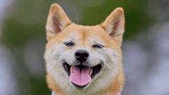 O caminho da cannabis no bem-estar animal é feito de ciência, empatia e novas esperanças